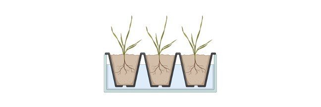 Plant Growth Regulators - research tweet