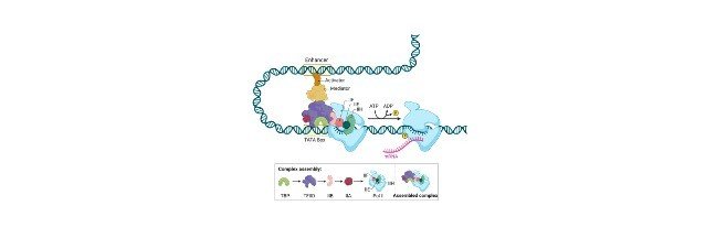 RNA Polymerase- Function and Definition I ResearchTweet