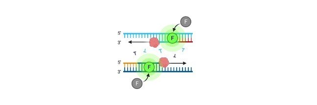 recombinant-dna-definition-steps-examples-i-researchtweet