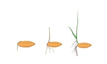 Seed Dormancy- Germination, Definition, and Mechanism