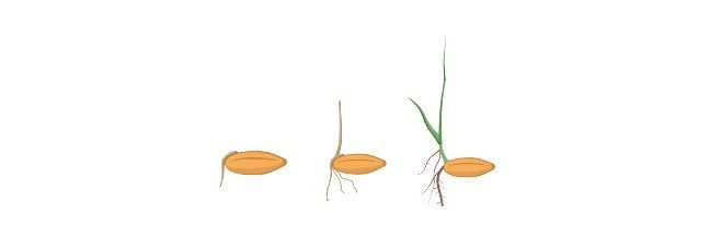 seed-dormancy-germination-definition-and-mechanism