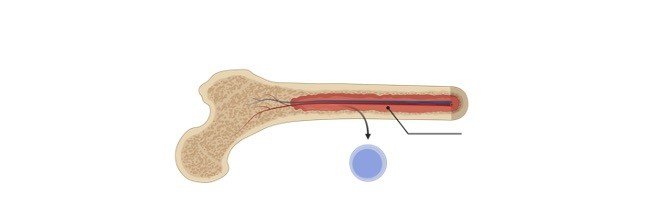 Read more about the article Stem Cells: Types, Therapy, Uses, and Function