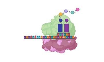 Transfer RNA (tRNA) - research tweet