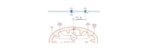 Read more about the article What is Warburg Effect? an Overview and Importance