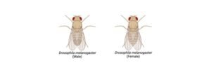 Read more about the article Drosophila melanogaster (Fruit Flies): Overview and Life Cycle