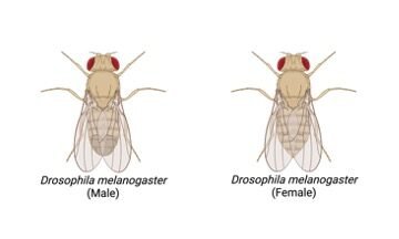 drosophila melanogaster - research tweet 3