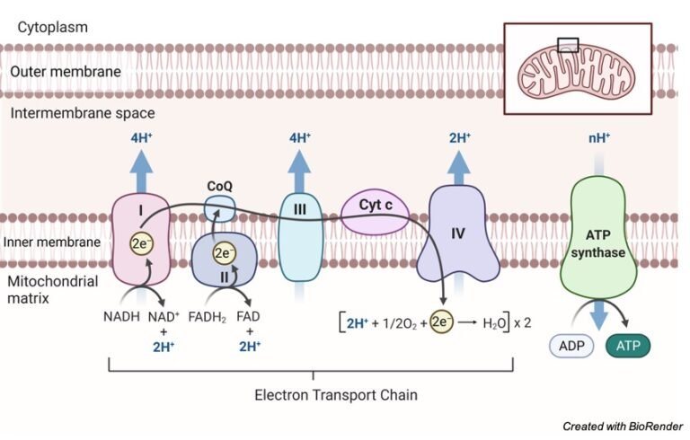 Mitochondrial Electron Transport Chain : Cellular Respiration