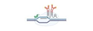 Read more about the article Polycistronic mRNA: Definition, Examples, Types, Advantage