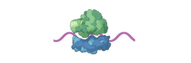 Read more about the article ribosomal RNA (rRNA): Definition, Classification, and Function