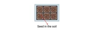 Read more about the article Seed Germination: Definition, Process, Methods, and Major Factors