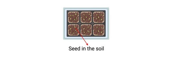seed germination - research tweet