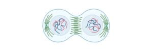 Read more about the article Anaphase: Definition, Checkpoints, Diagram, and Examples