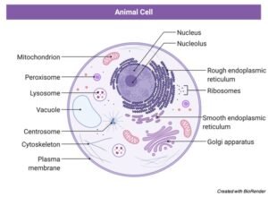 Animal Cells: Labelled Diagram, Definitions, and Structure