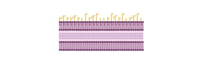 Bacterial Cell Wall, Bacterial Cell Wall Structure, Gram Positive Bacterial Cell Wall, Gram Negative Bacterial Cell Wall