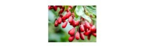 Read more about the article Berberine: Health Benefits, Side Effects, and Uses