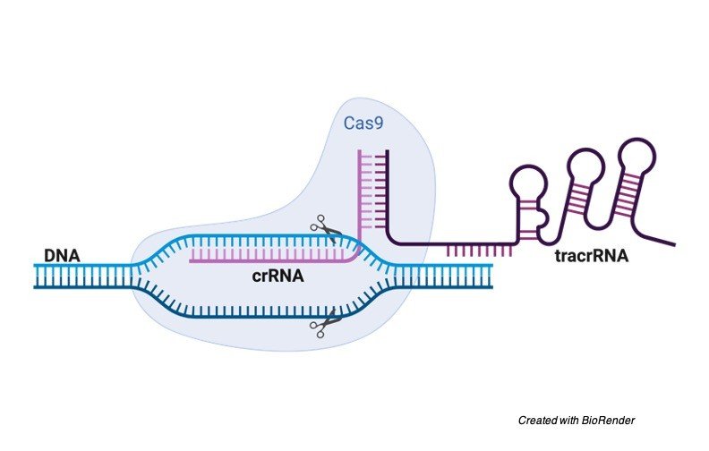 CRISPR:Cas-9 - research tweet 1