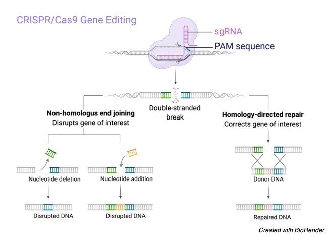 CRISPR:Cas-9 - research tweet