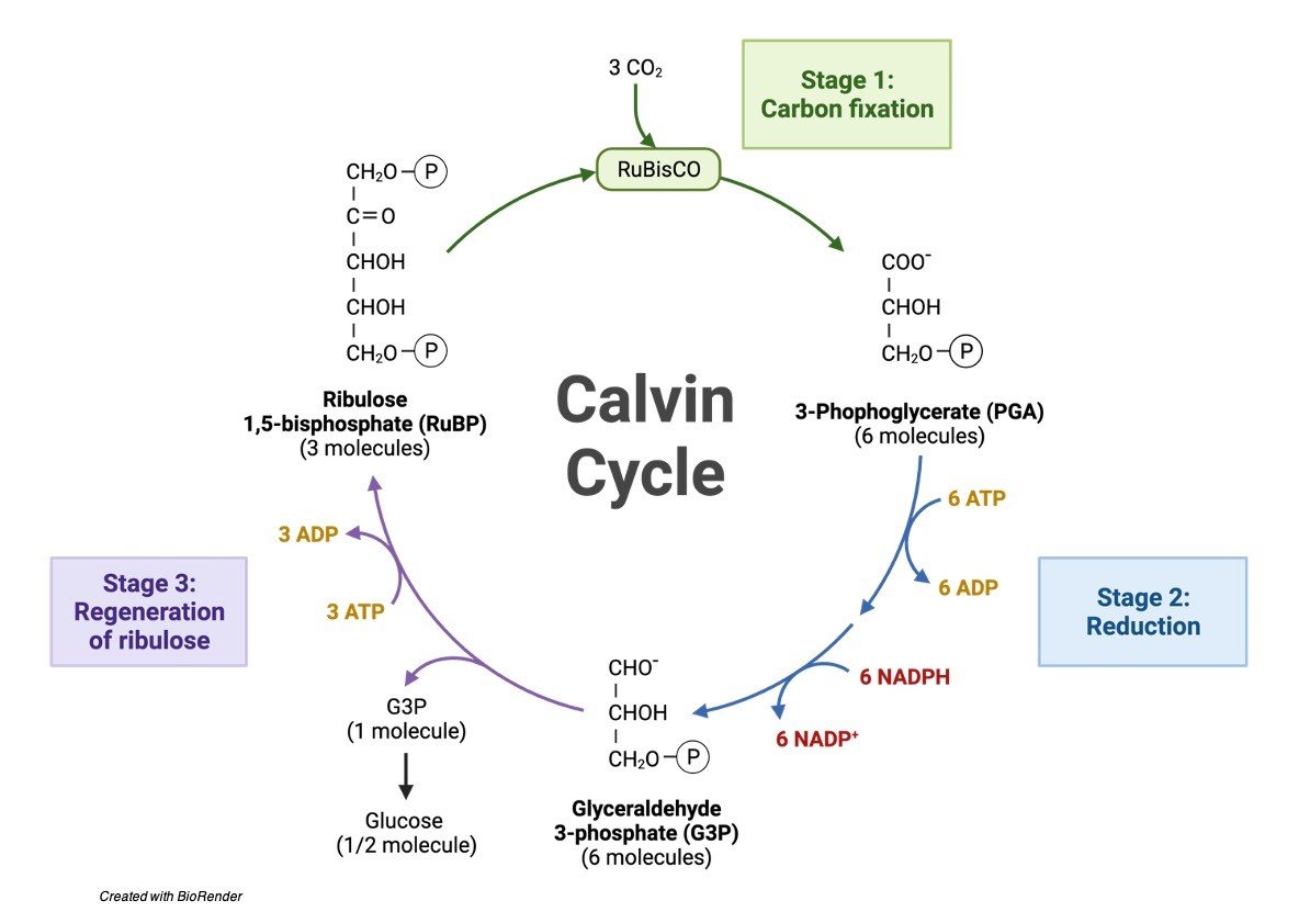 Calvin Cycle Diagram, Definition, and Mechanism