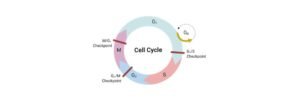 Read more about the article Cell Cycle: Definition, Description, Stages, and Checkpoints