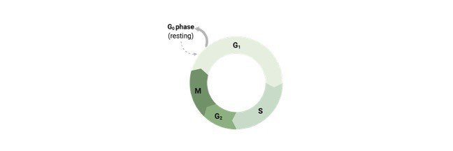 Read more about the article Cell Cycle: Phases, Diagram, Stage, and Checkpoints