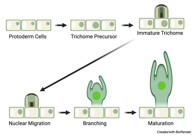 Cell Differentiation - research tweet