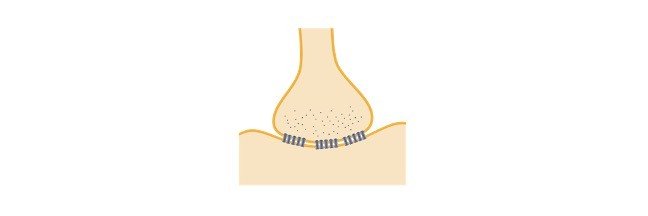 Read more about the article Cell Junctions: Definition, Types, and Function