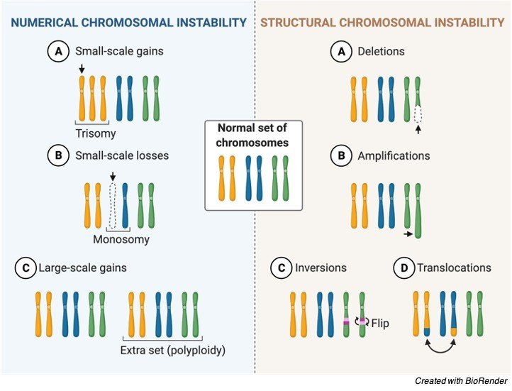 Chromosomal Instability - research tweet 2