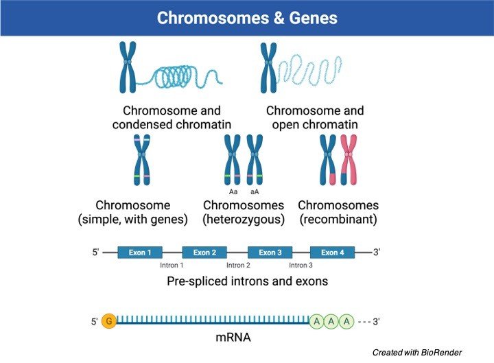 Chromosomes, Chromatids, Chromosomes vs Chromatids