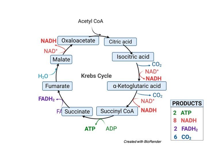 Citric acid cycle - research tweet 2