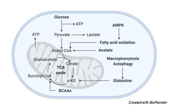 Citric acid cycle - research tweet 3