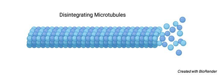 Cytoskeleton - Research Tweet 2