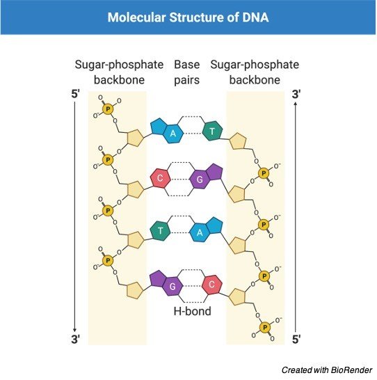 Genetic Material, Genetic Material Definition, What is Genetic Material,