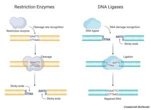 DNA Ligase: Definition, Type, Mechanism and Significance