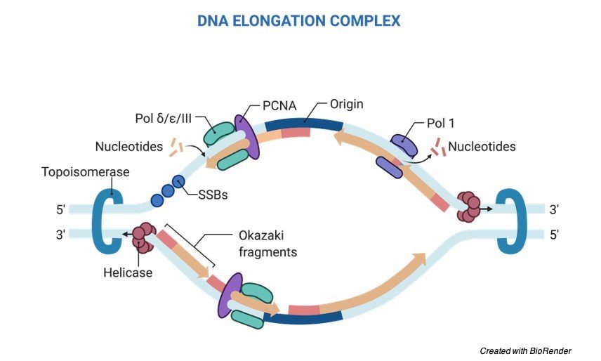 dna-replication-definition-stages-and-mechanism