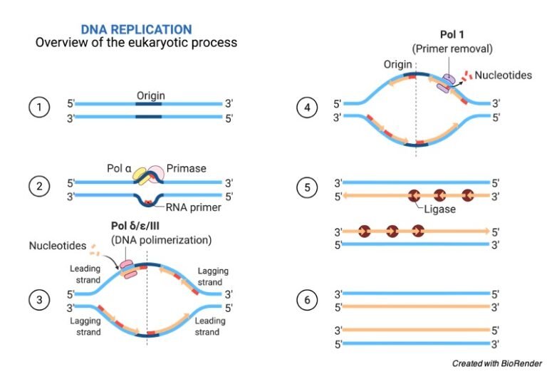 DNA Replication: Definition, Stages, And Mechanism