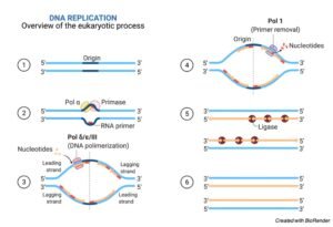 DNA Replication Steps Process Mechanism I Research Tweet   DNA Replication Research Tweet 2 300x205 