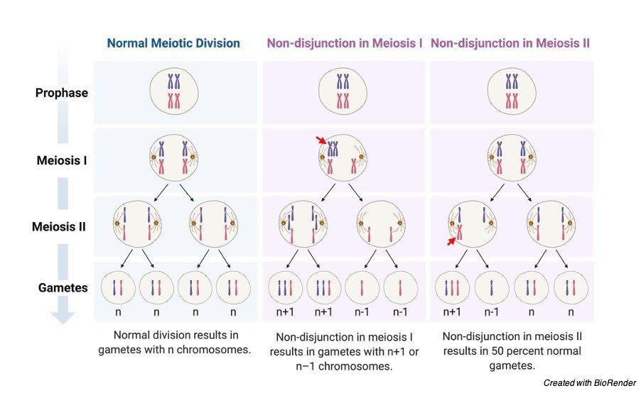 Down Syndrome - research tweet 1