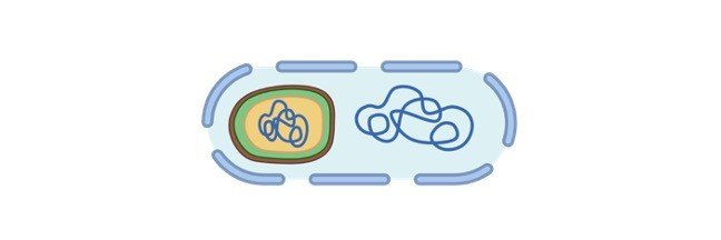 Endospores: Definition, Function, & Diagram I ResearchTweet