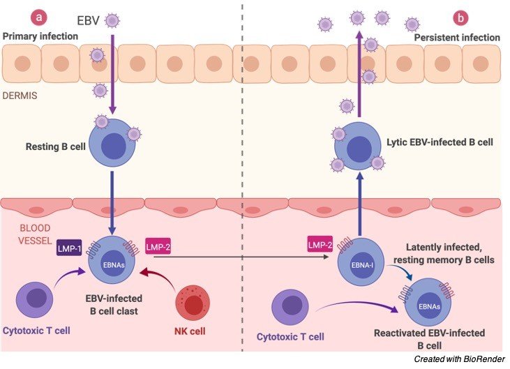 Epstein-Barr Virus (EBV)- Symptoms, Prevention, and Diagnosis - research tweet 3