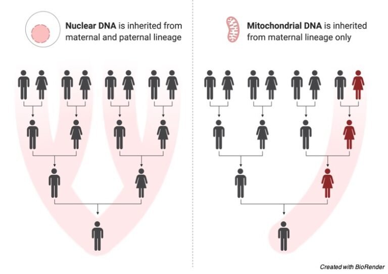 Disorders Definition, Development, and Examples