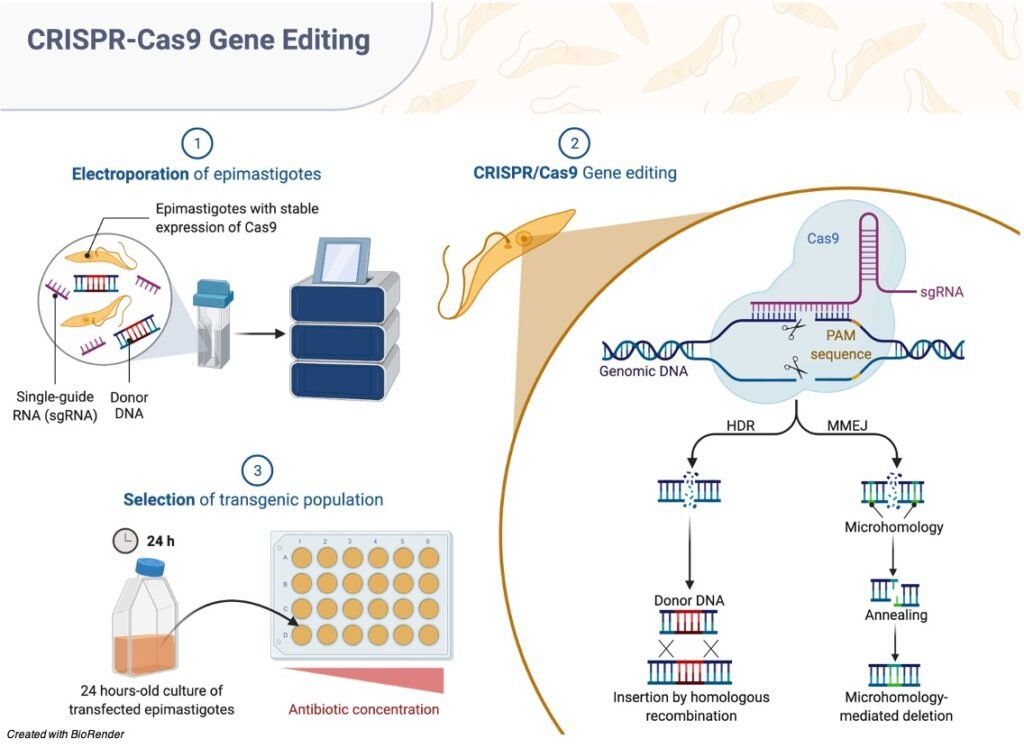 Genome Editing - research tweet 1