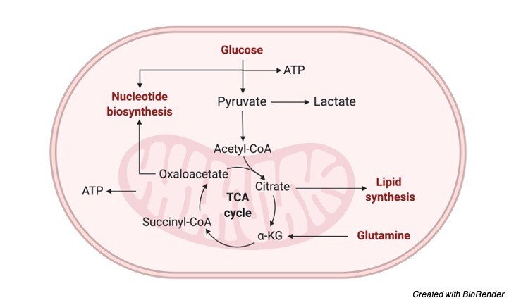 Glucose Oxidation Respiratory Balance Sheet I Research Tweet 1