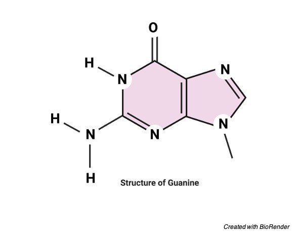 Guanine Structure, Definition, and Functions - research tweet 1
