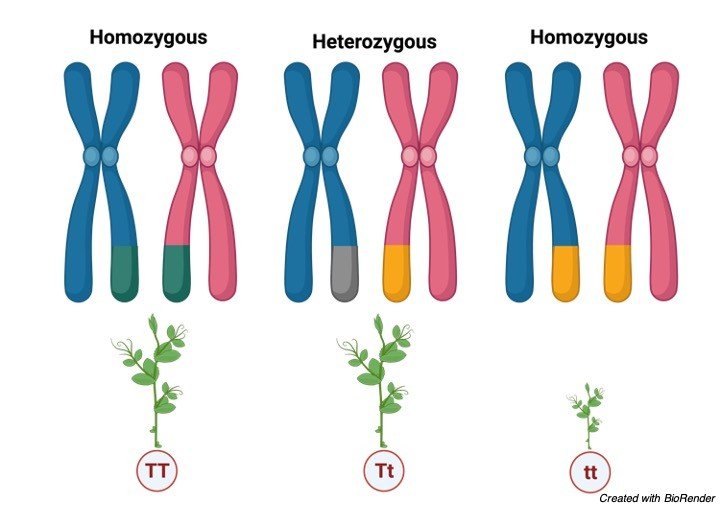 Homozygous Recessive คือ อะไร