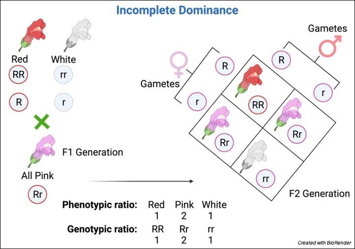 Incomplete Dominance - Definition and Examples - research tweet