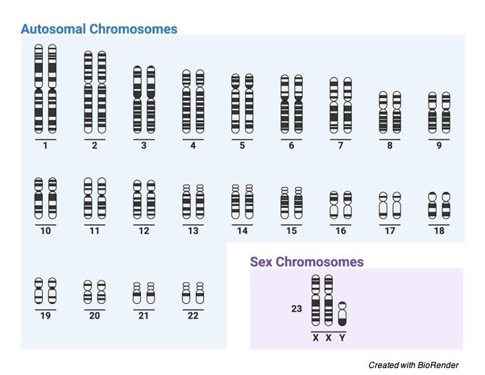 Klinefelter Syndrome - research tweet 1