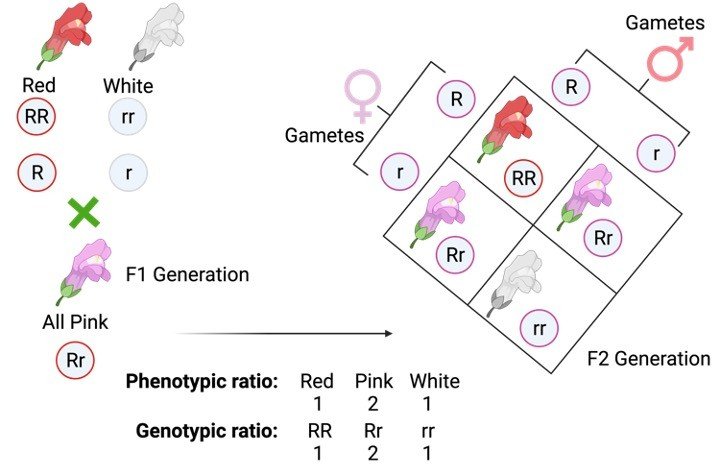 Law of Segregation - research tweet 1