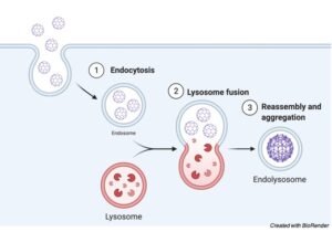 Lysosome: Definition, Structure, Function, and Formation