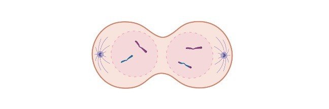 Read more about the article Meiosis: Phases, Diagram, Stage, and Checkpoints