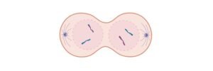 Read more about the article Meiosis II: Definition, Stages, Phases, and Diagram